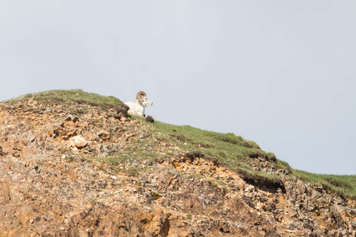 Dall Sheep