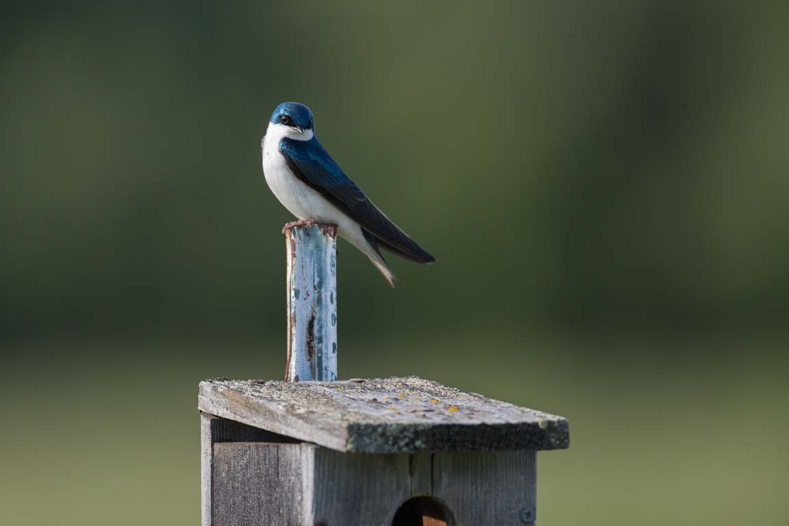 Trädsvala, Tree swallow, Tachycineta bicolor