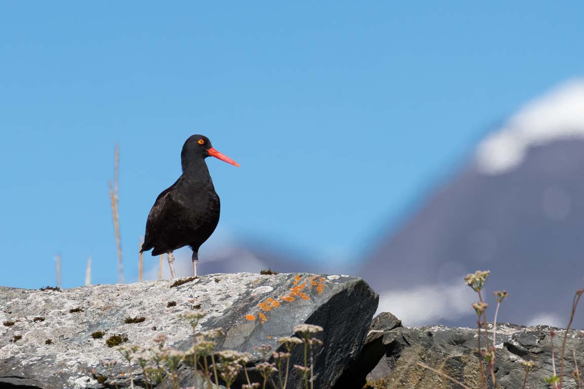 Svart strandskata, Black oystercatcher, Haematopus bachmani