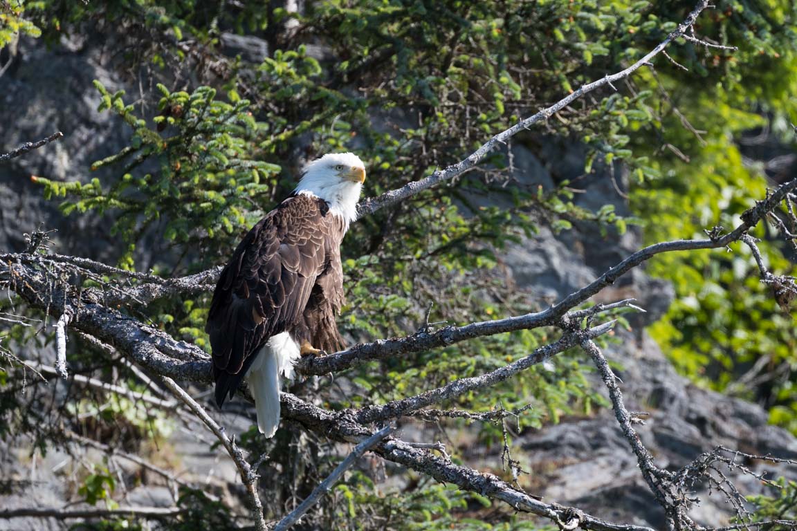 Vithövdad havsörn, Bald eagle, Haliaeetus leucocephalus