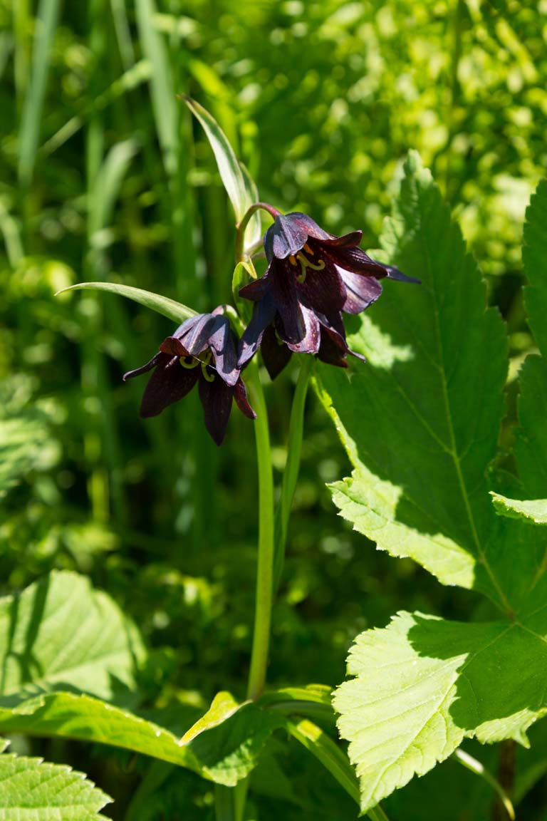 Chokladlilja