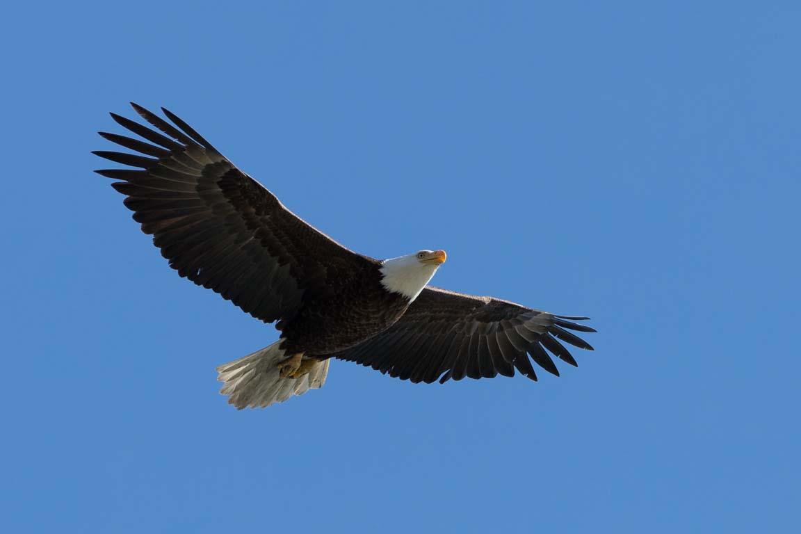 Vithövdad havsörn, Bald eagle, Haliaeetus leucocephalus