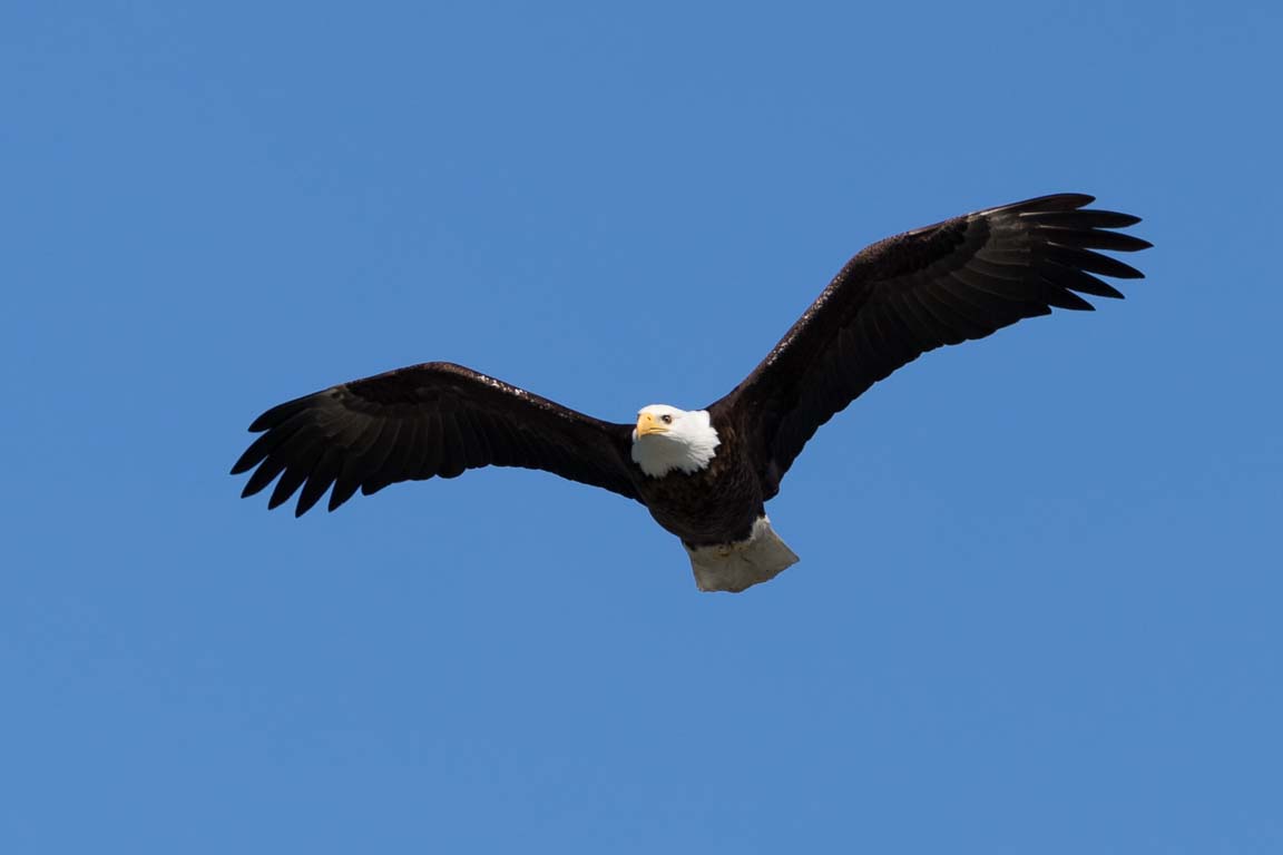 Vithövdad havsörn, Bald eagle, Haliaeetus leucocephalus