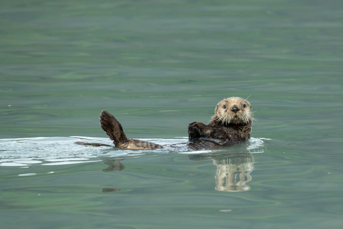 Havsutter, Sea otter, Enhydra lutris