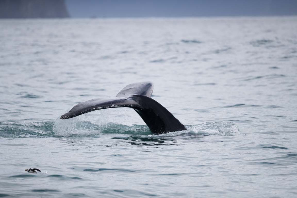 Knölval, Humpback whale, Megaptera novaeangliae