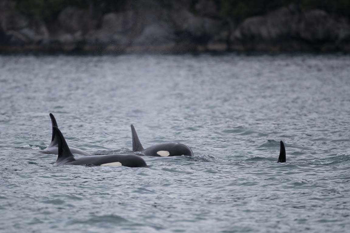 Späckhuggare, Killer whale, Orcinus orca