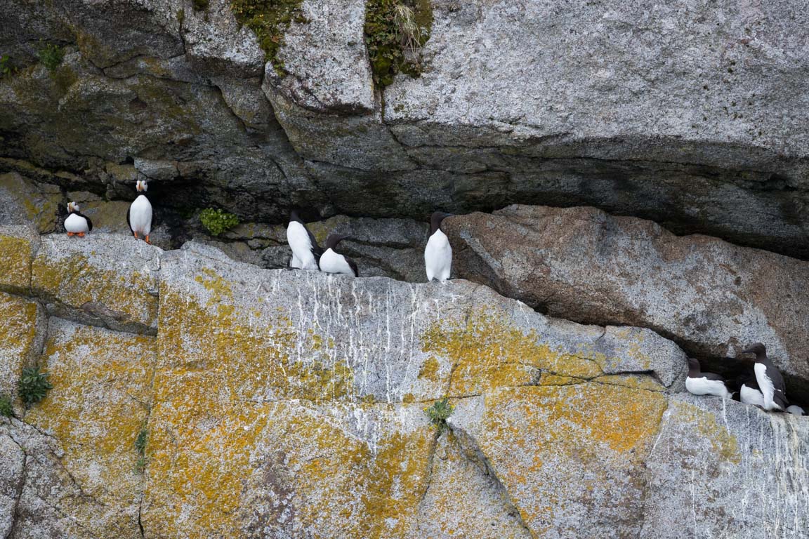 Hylla med puffins och grisslor