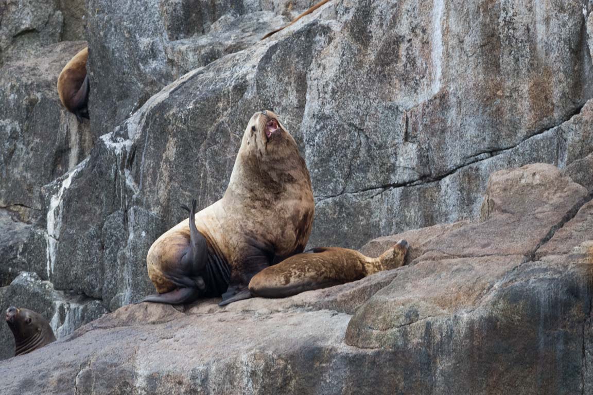 Stellers sjölejon, Steller sea lion, Eumetopias jubatus