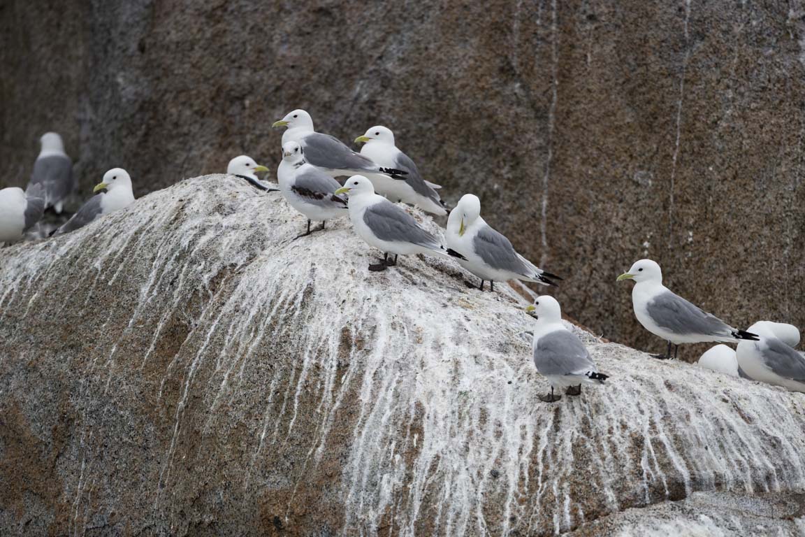 Tretåig mås, Black-legged kittiwake, Rissa tridactyla