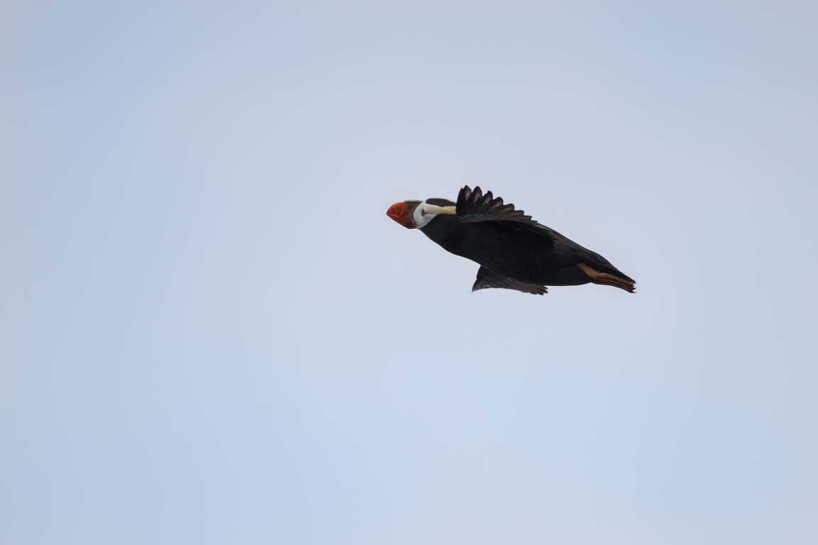 Tofslunne, Tufted Puffin, Fratercula cirrhata