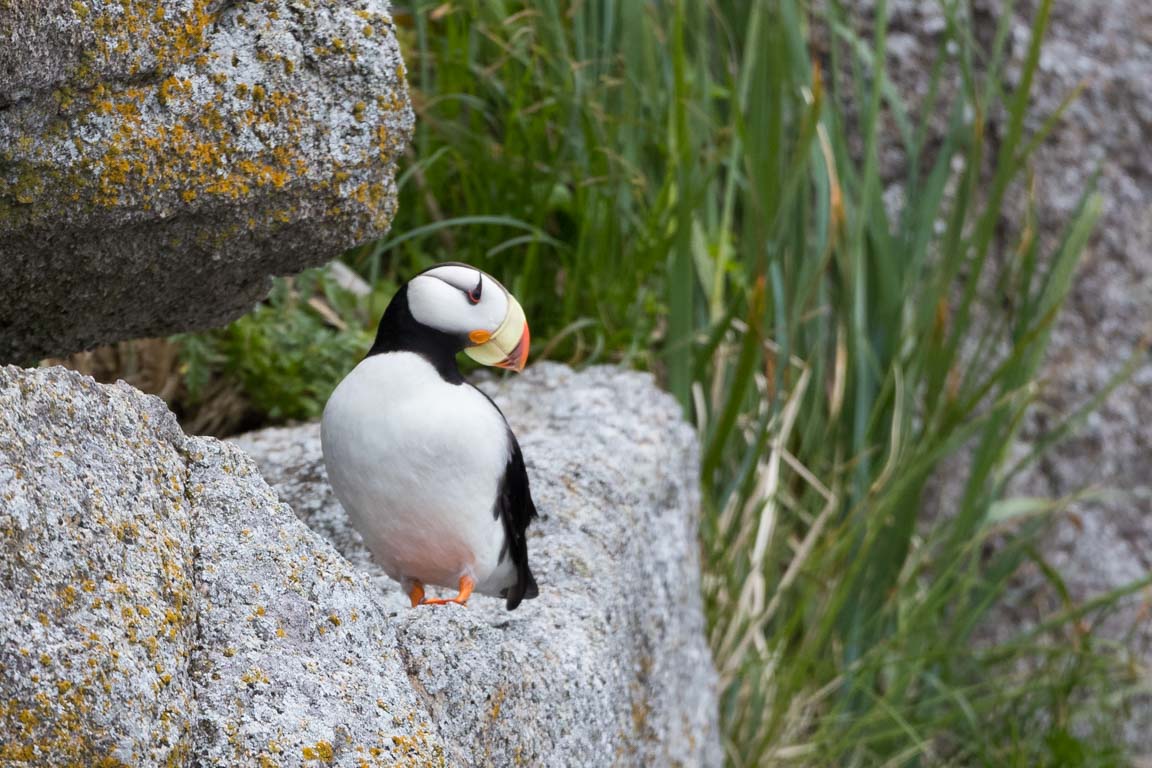 Hornlunne, Horned puffin, Fratercula corniculata