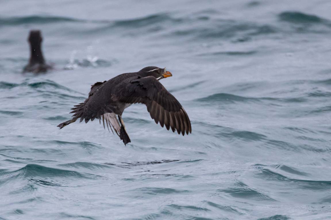 Hornalka, Rhinoceros Auklet, Cerorhinca monocerata