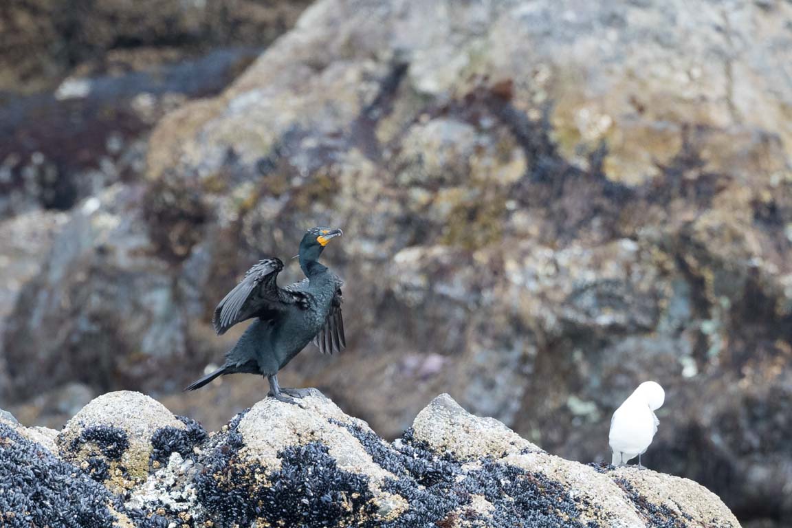 Storskarv, Great Cormorant, Phalacrocorax carbo