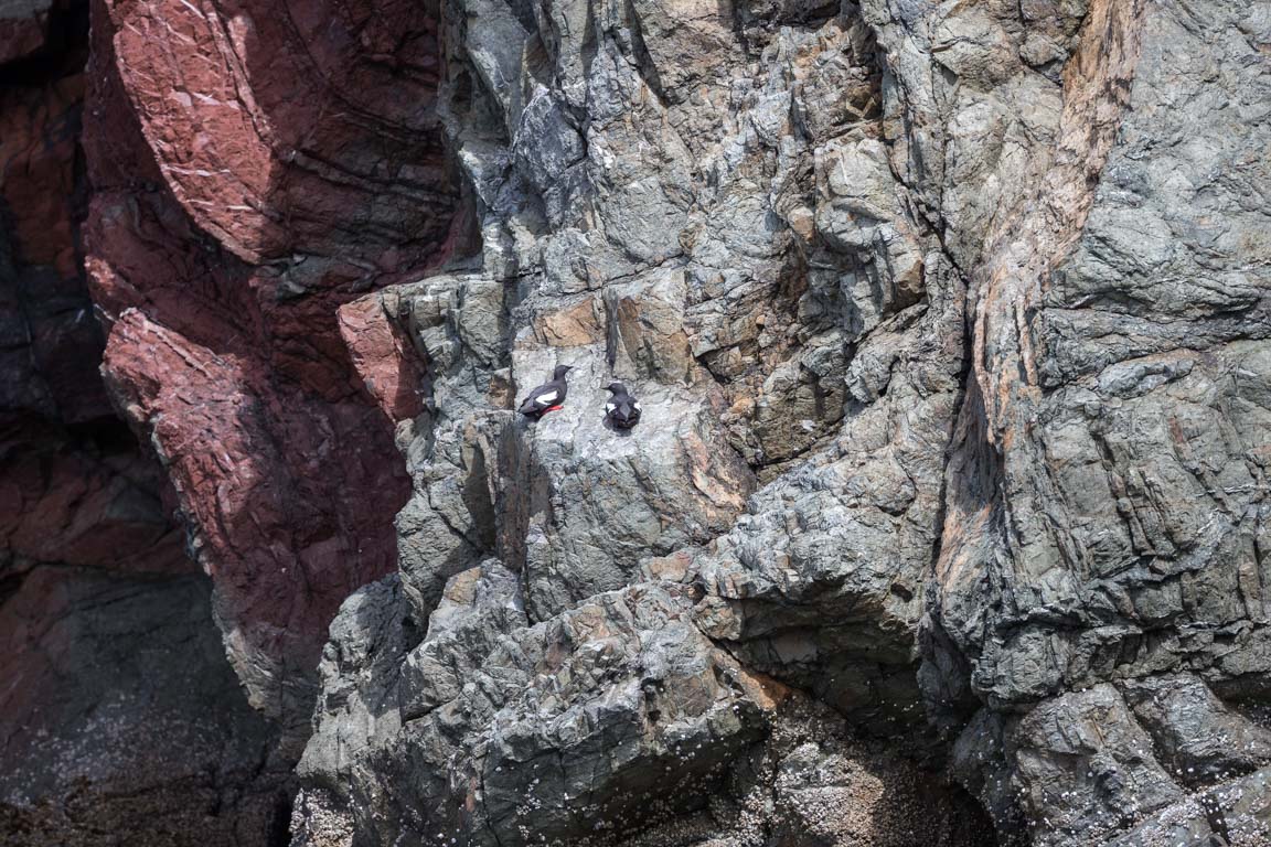 Tobisgrissla, Black guillemot, Cepphus grylle