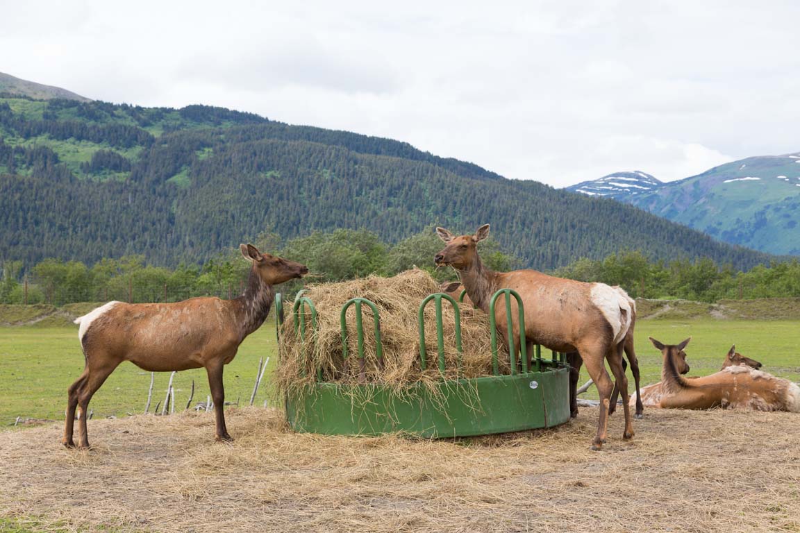 Vapitihjort (Elk)