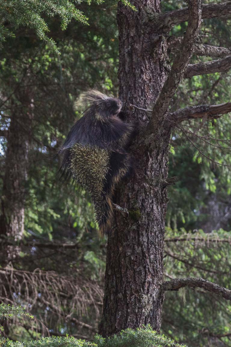 Nordamerikanskt trädpiggsvin, North American Porcupine, Erethizon dorsatum