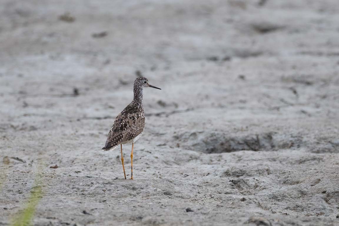 Mindre gulbena, Lesser yellowlegs, Tringa flavipes