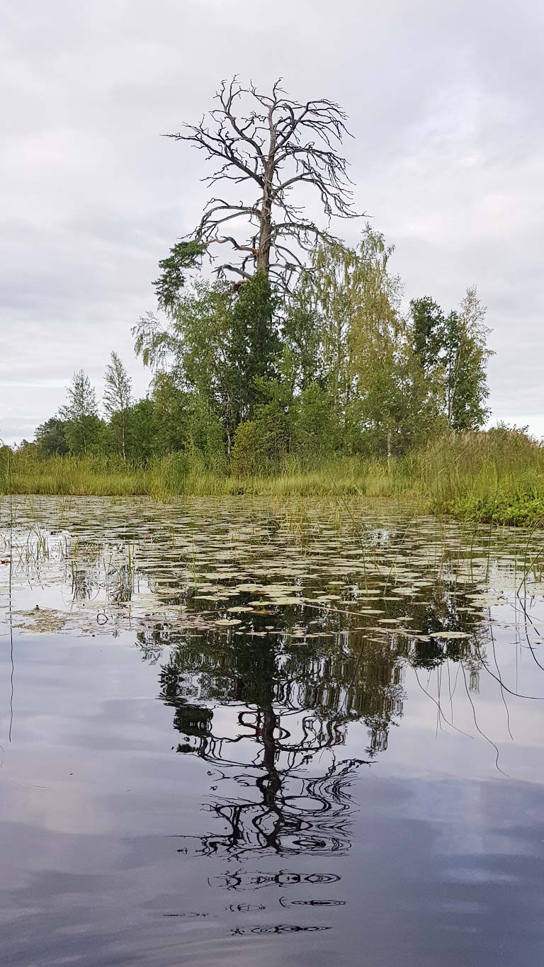 Gammalt träd