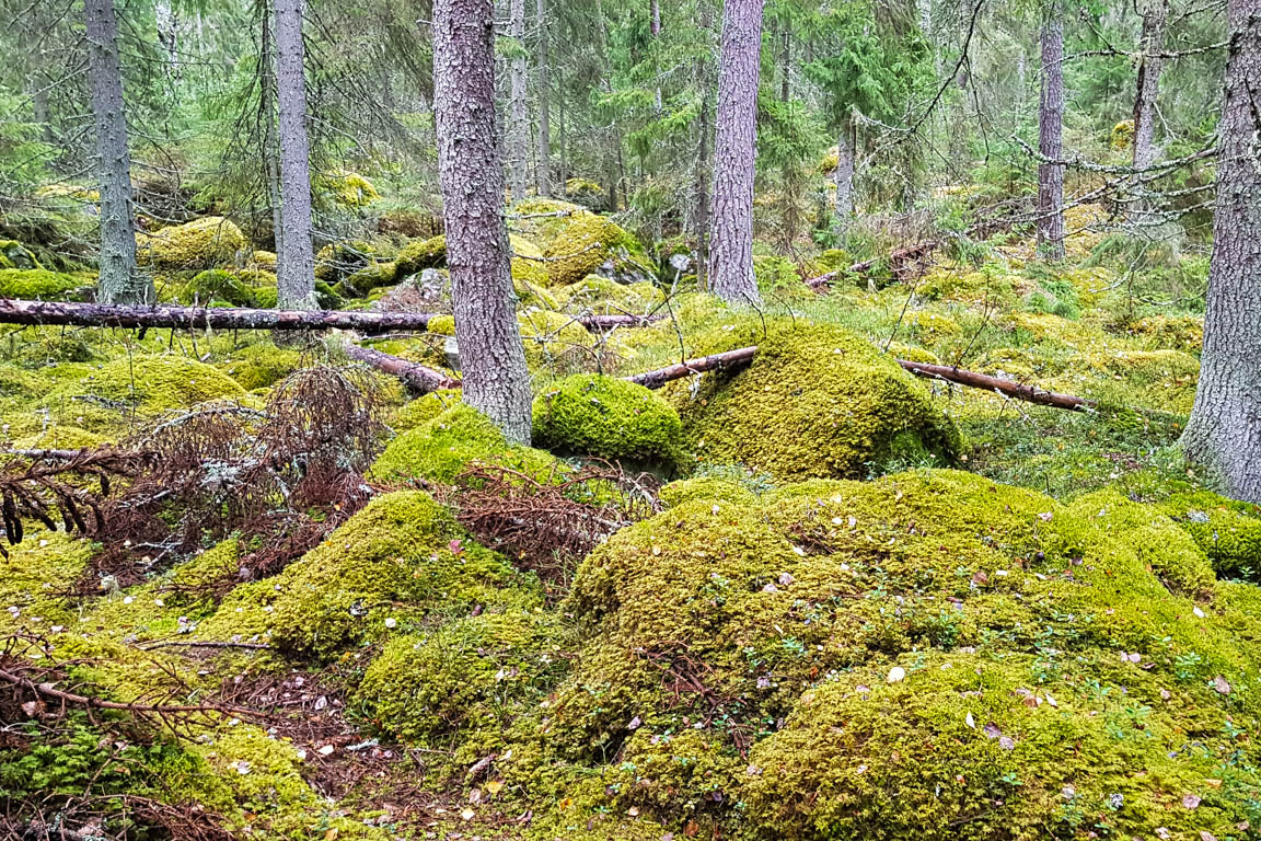 Ännu mer mossa