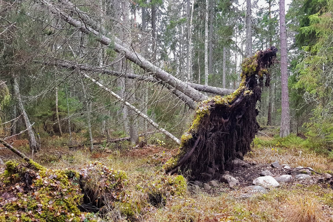 Rotvälterareon?!