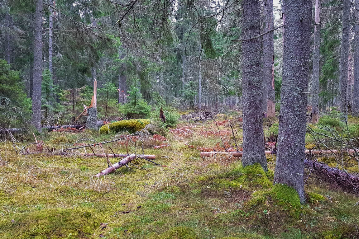Fin skog