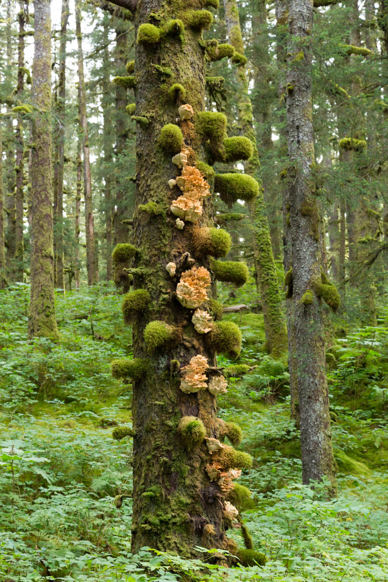 Träd med svamp