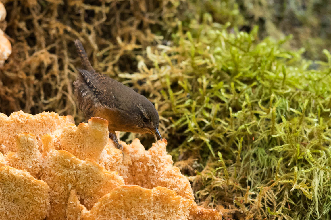 Stillahavsgärdsmyg, Pacific wren, Troglodytes pacificus