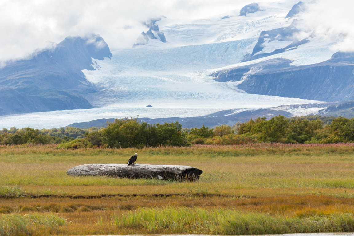 Vithövdad havsörn framför Hallo Glacier