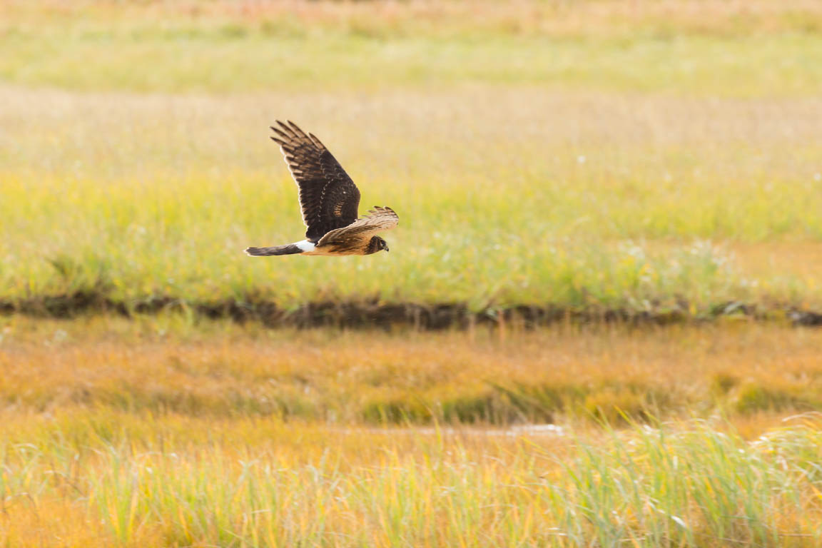 Blå kärrhök (amerikansk), Hen harrier, Circus cyaneus hudsonius