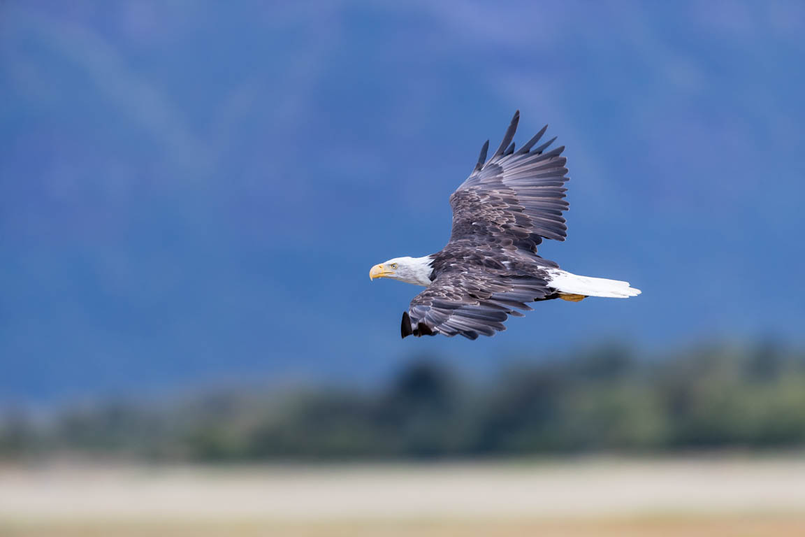 Vithövdad havsörn, Bald eagle, Haliaeetus leucocephalus