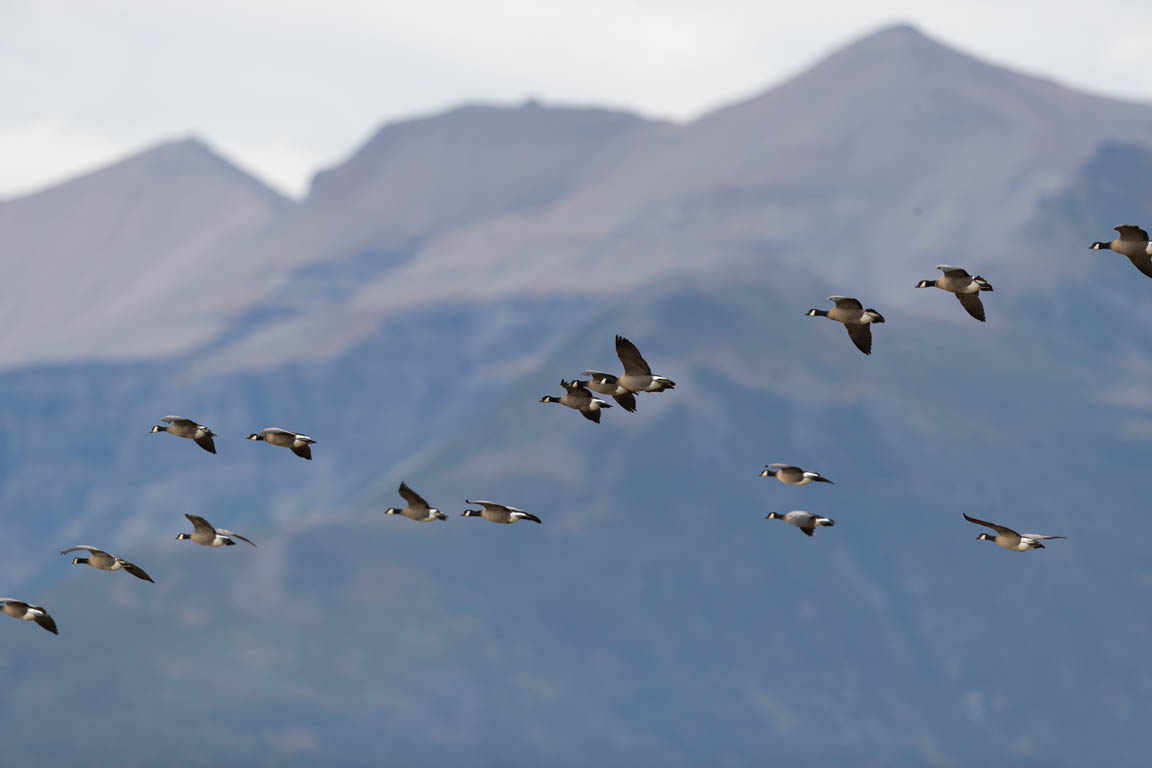 Kanadagås, Canada Goose, Branta canadensis