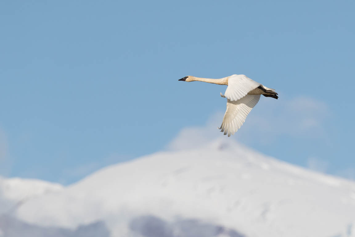 Trumpetarsvan, Trumpeter swan, Cygnus buccinator