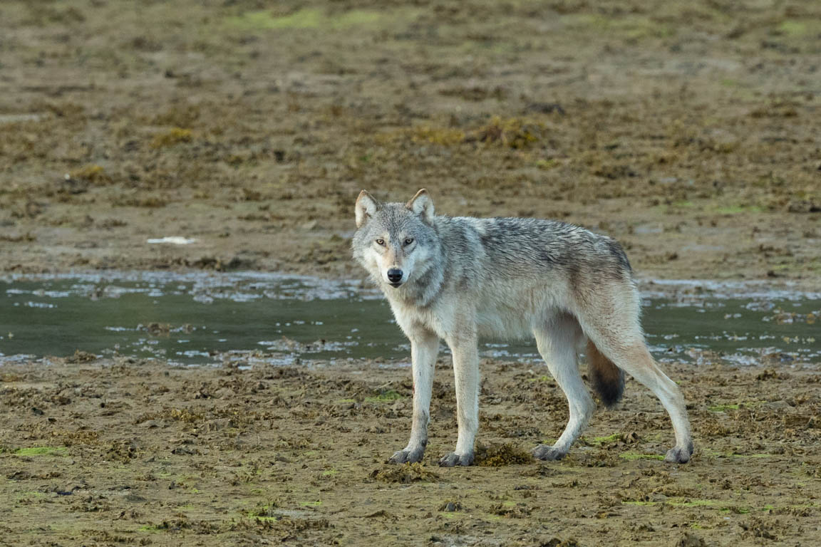 Varg, Wolf, Canis lupus