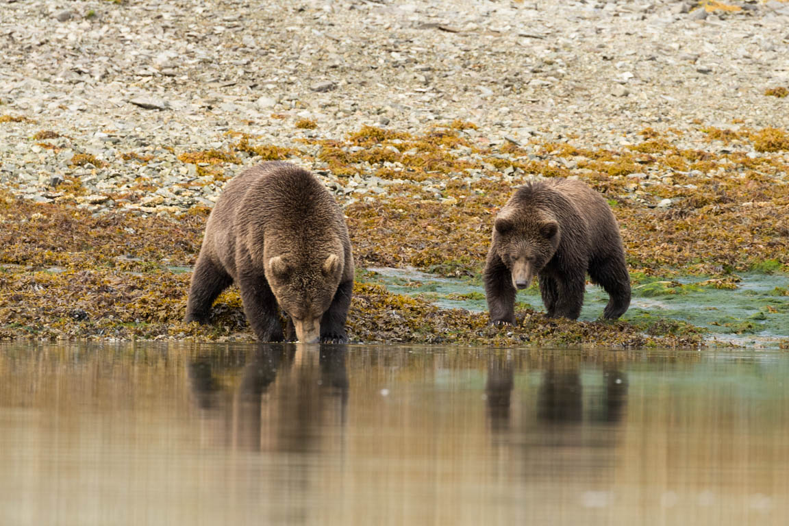 Törstiga björnar
