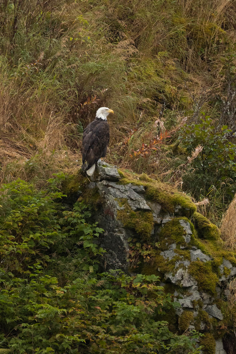 Sällsynt fågel i Bear Creek