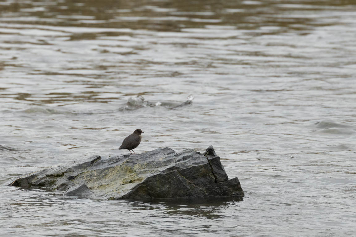 Grå strömstare, American dipper, Cinclus mexicanus