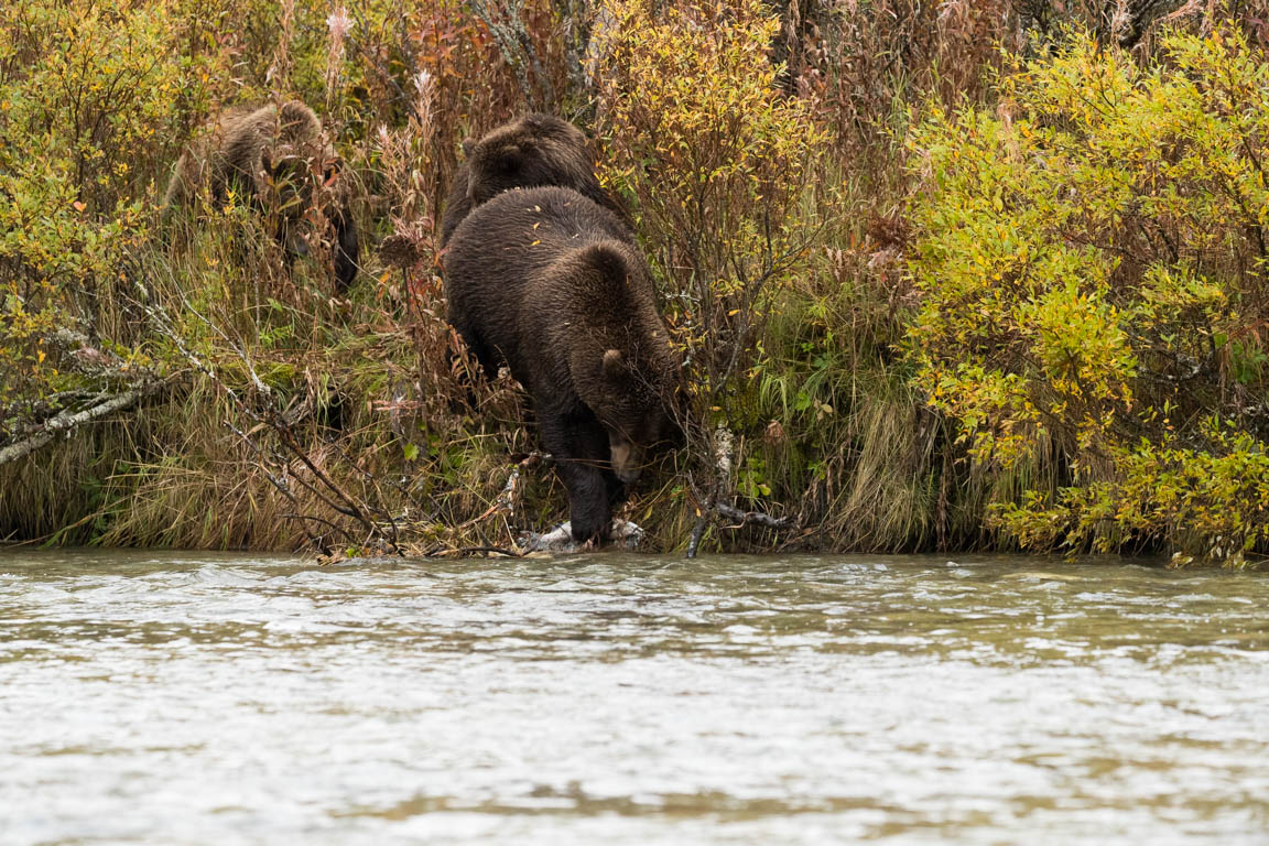 Mamma björn fiskar upp en firre till kanten