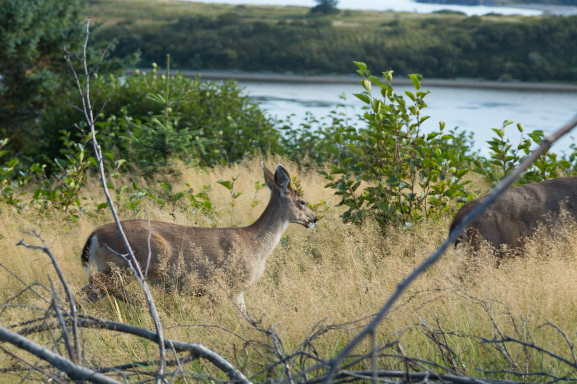 Sitka hjort, Sitka deer, Odocoileus hemionus sitkensis