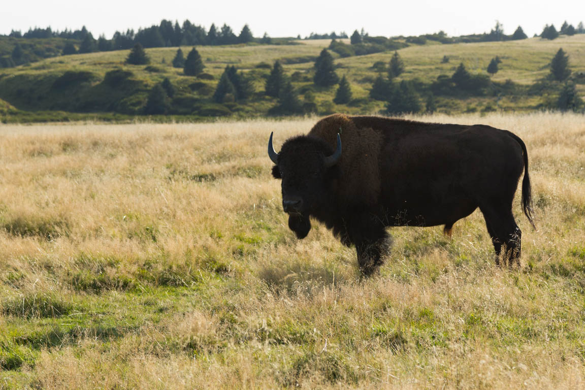 Bisonoxe, American bison, Bison bison