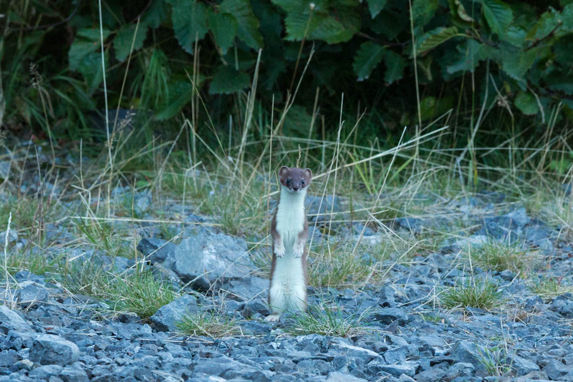 Hermelin, Stoat, Mustela erminea