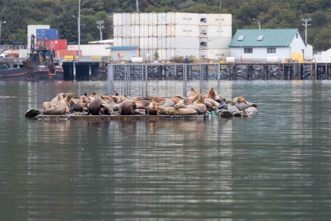 Stellers sjölejon, Steller sea lion, Eumetopias jubatus