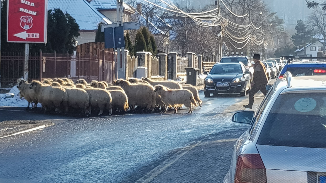 Fåraherdern tar det med ro