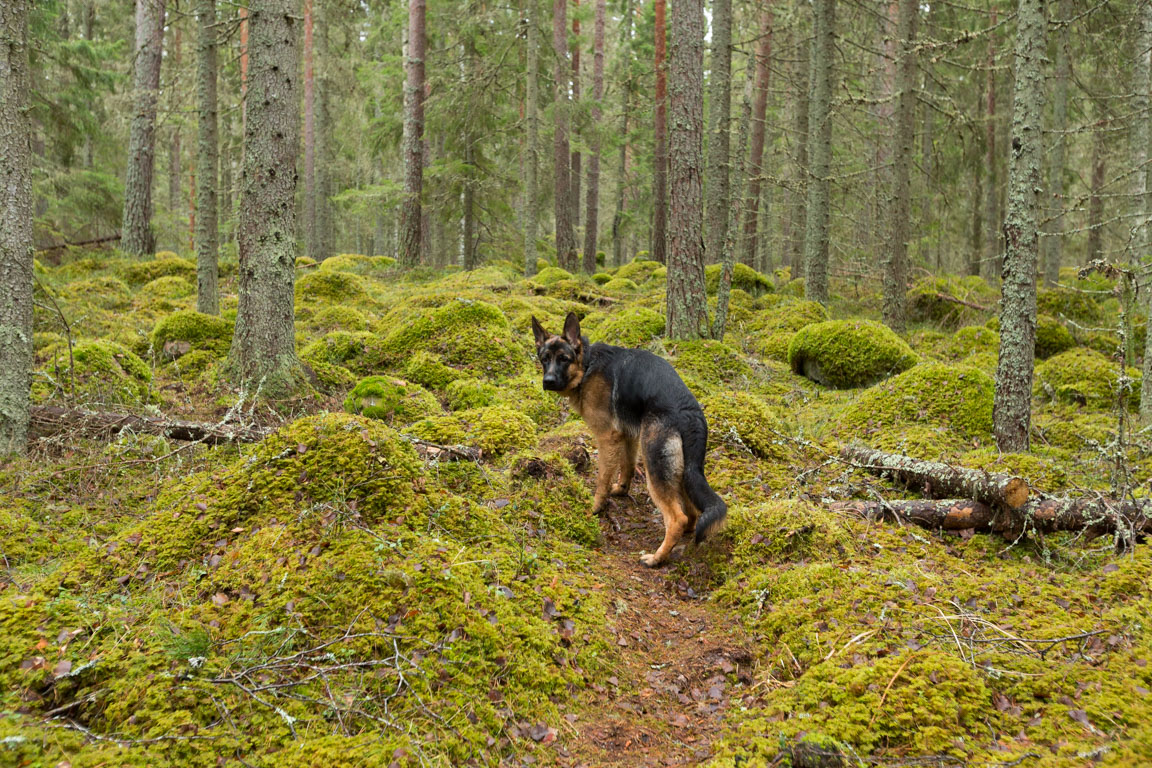 Loke kollar att jag är med