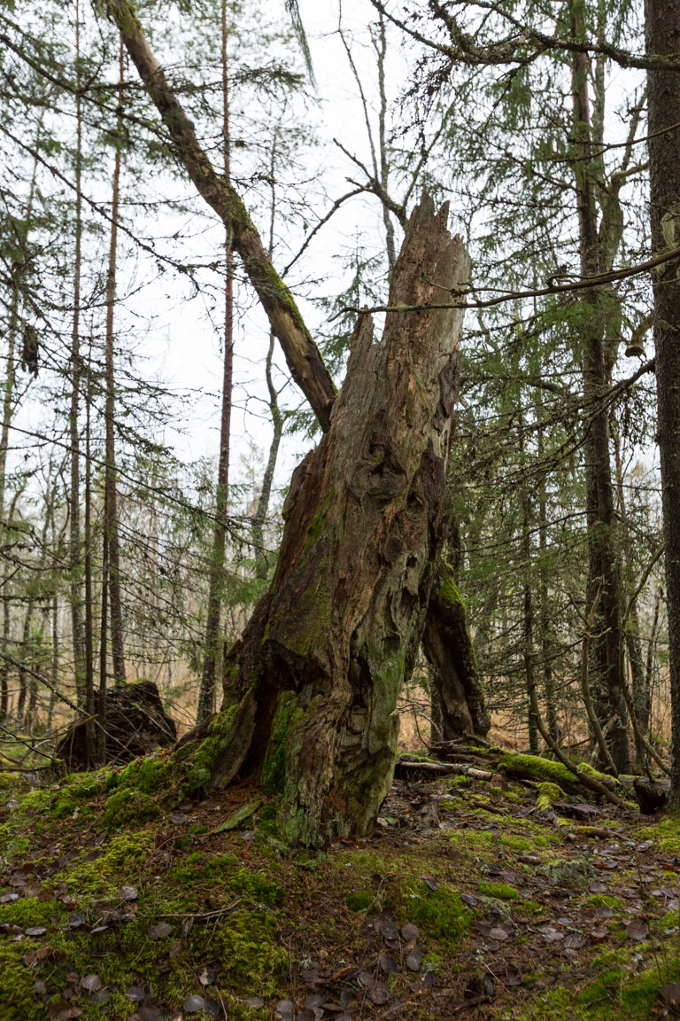 Gammal högstubbe