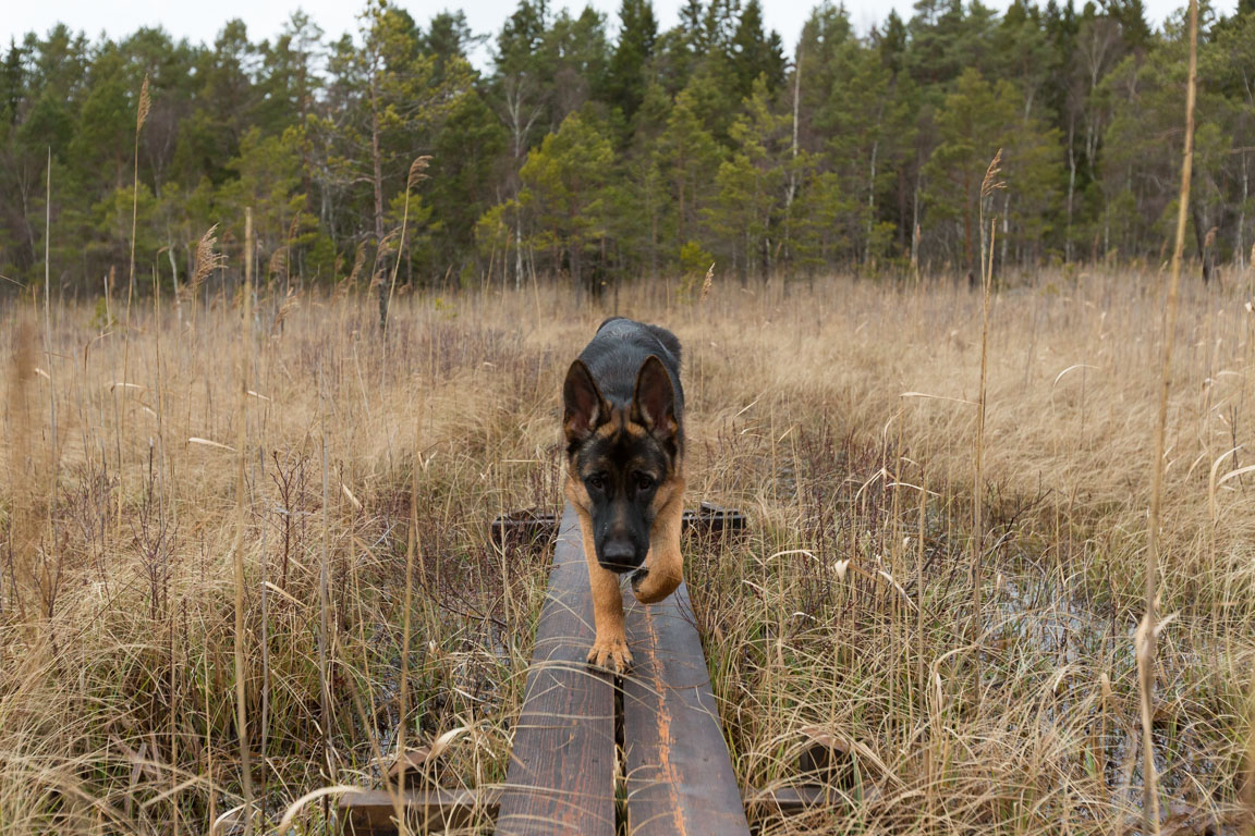 Loke på spången