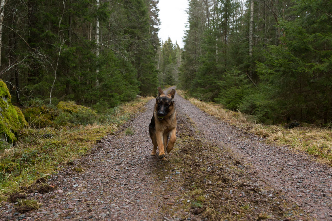 Lek med boll