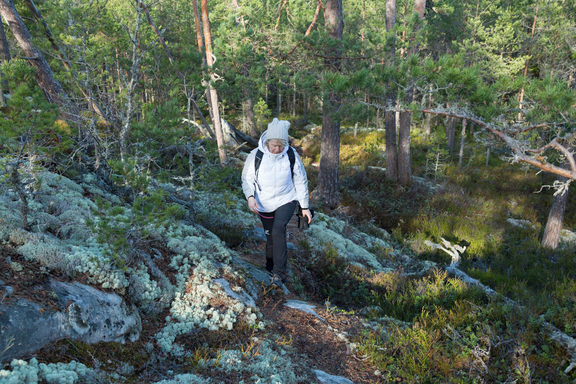 Kuperade stigar i gles skog