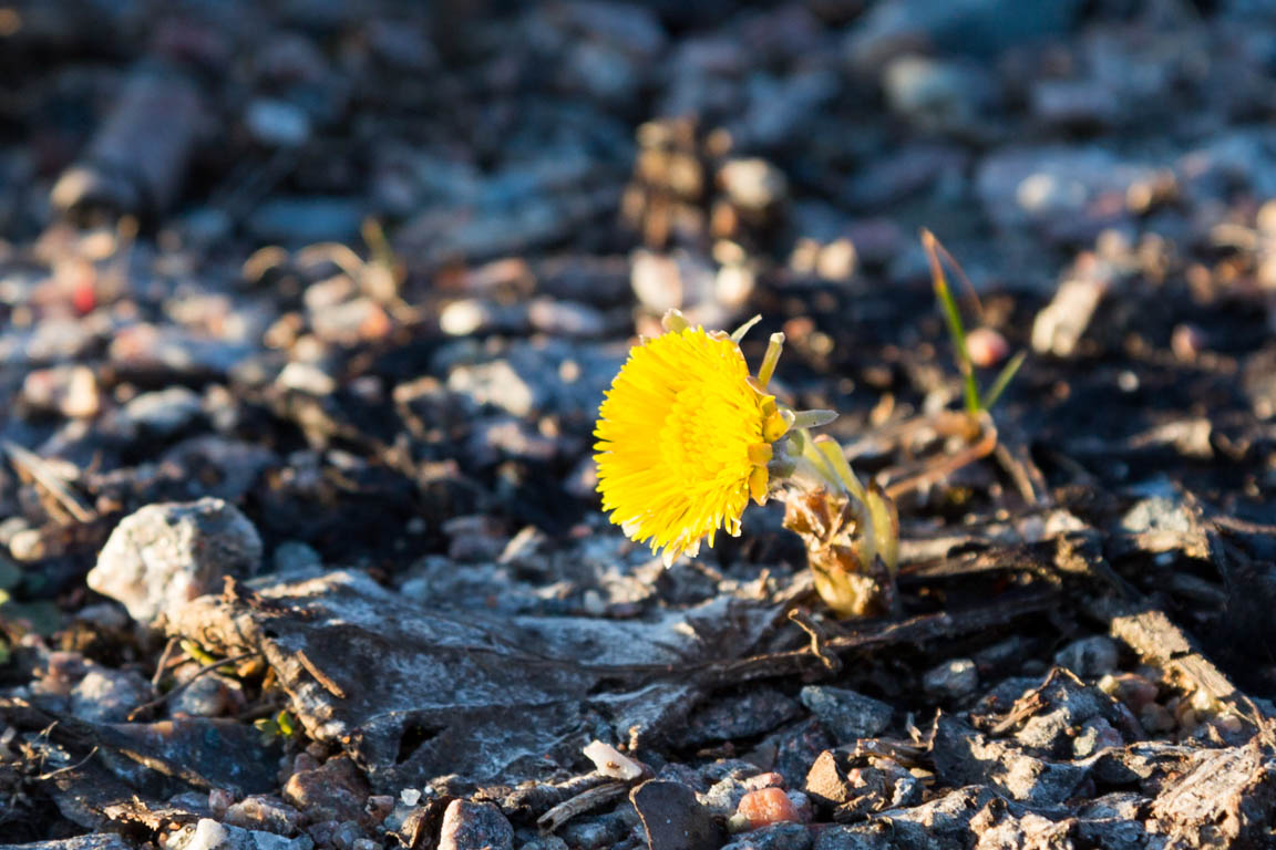 Tussilago