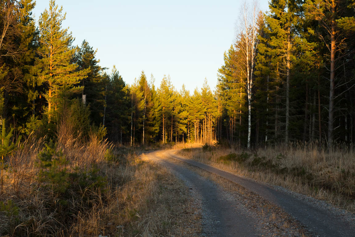 Härlig skogsväg