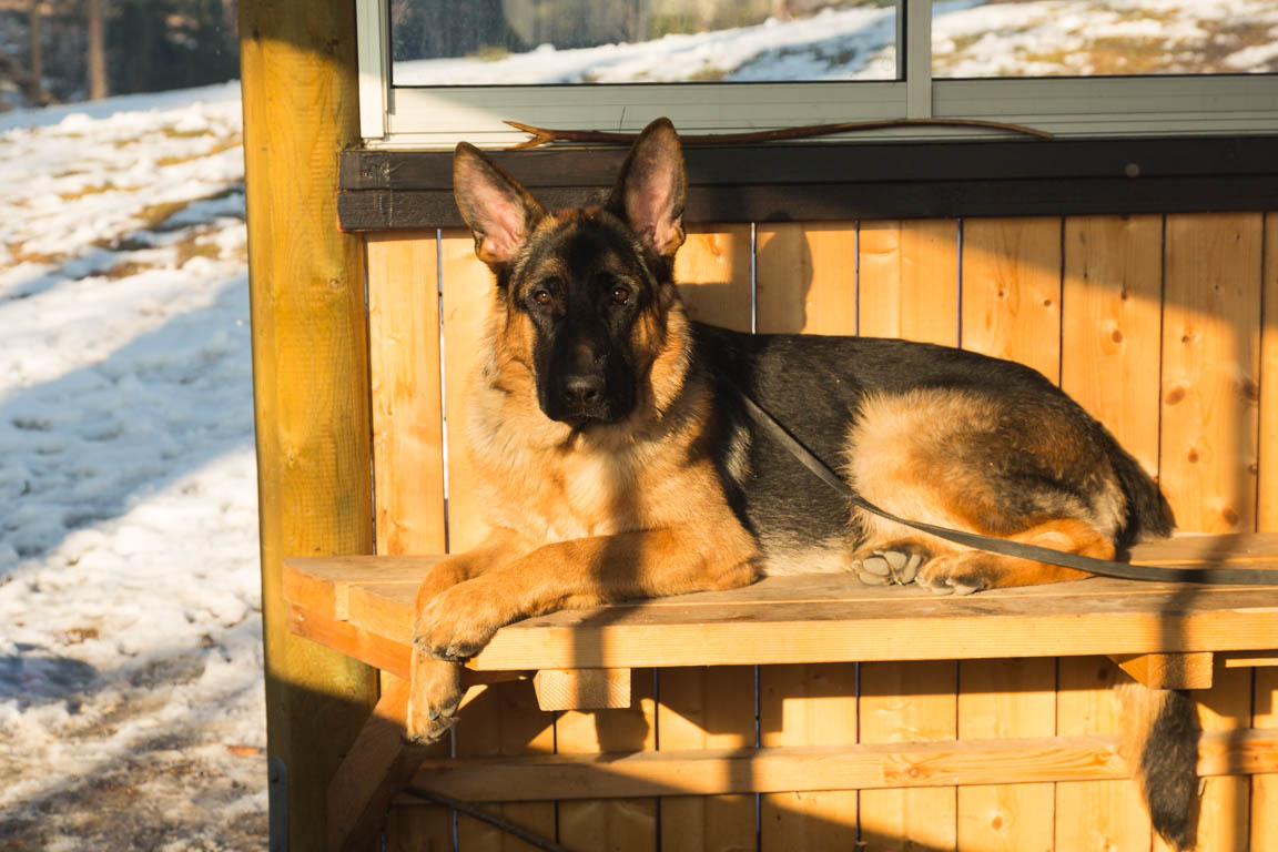 Perfekt bredd för en hund